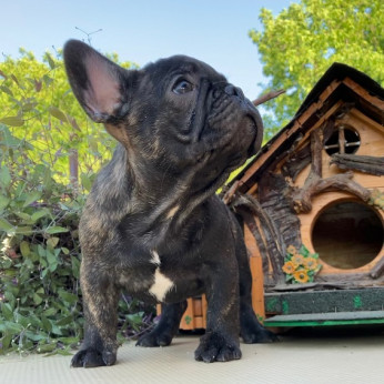 Francia bulldog kölykök