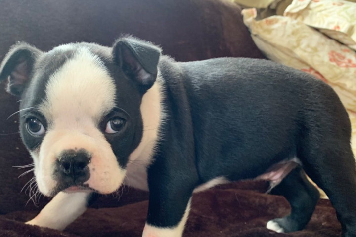 Boston terrier kölykök
