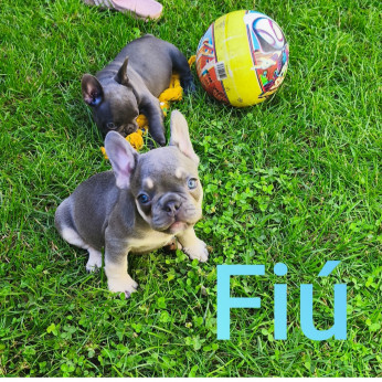 Francia bulldog kiskutyák