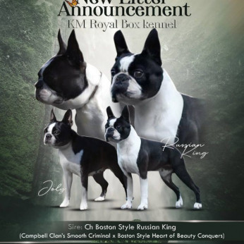 Boston terrier kölykök
