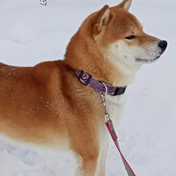 Shiba inu kölykök