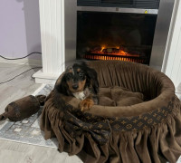 Törpe hosszúszőrű tacskó, merle szuka