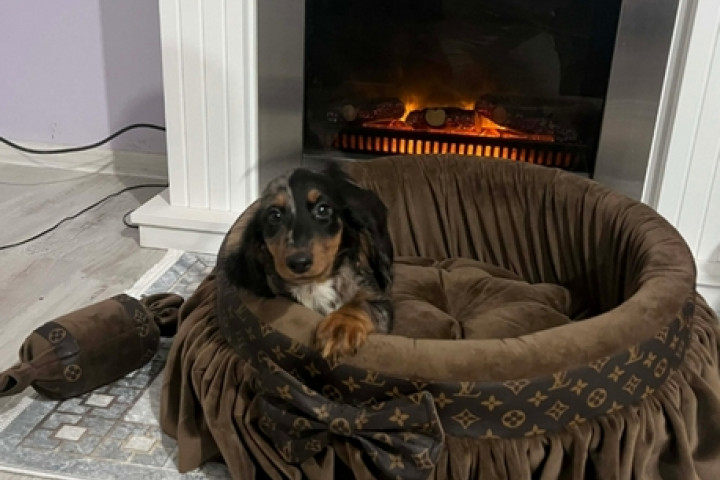 Törpe hosszúszőrű tacskó, merle szuka