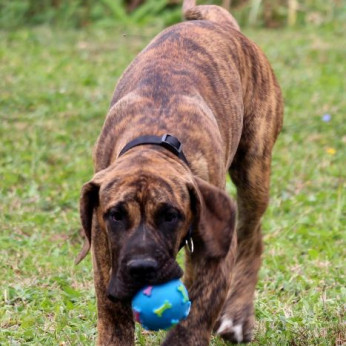 Presa Canario gyönyörű kiskutyák