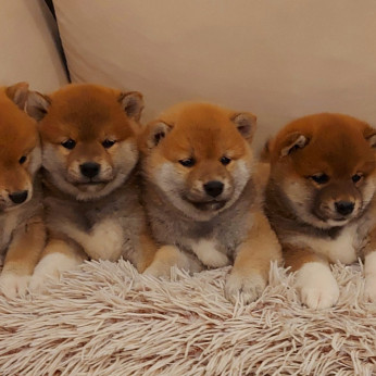 Shiba inu kölykök