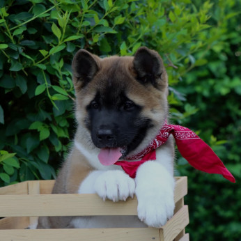 Amerikai Akita kölykök
