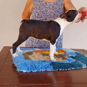 Boston terrier kölykök