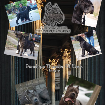 Cane Corso kiskutyák eladók