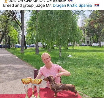 Rövidszőrű tacskók