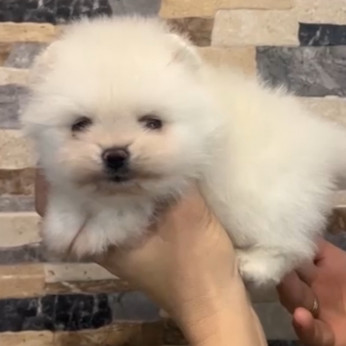 Pomerániai, gyönyörű kiskutyák
