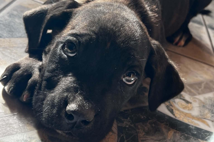 Cane corso