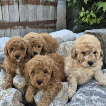 Maltipoo kölykök