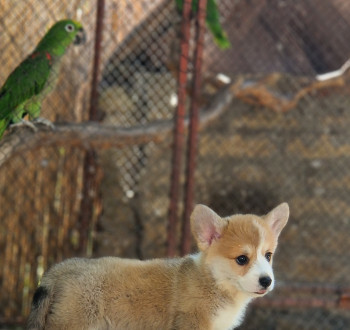 Welsh Corgi Pembroke – Gyönyörű kölykök