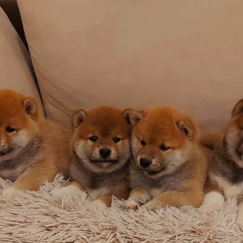 Shiba inu kölykök
