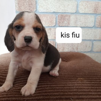 Petőfi utca 12