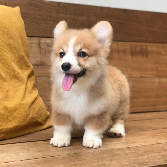 Imádnivaló Pembroke Welsh Corgi.