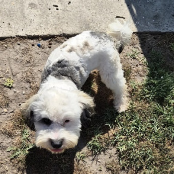 Maltipoo kölykök