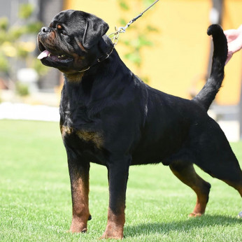 Rottweiler kölykök, alom