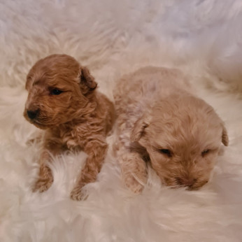 Maltipoo kölykök