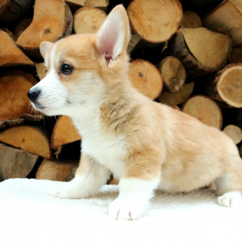 Walesi corgi kölykök