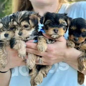 Gyönyörű Yorkshire terrier kölykök Üzleti WhatsApp: +37256348129