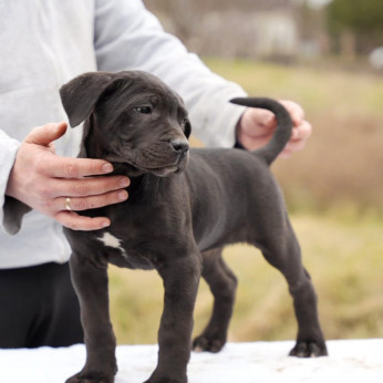 Cane Corso kölykök