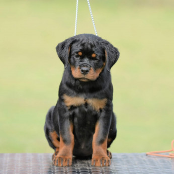 Rottweiler kölykök, alom