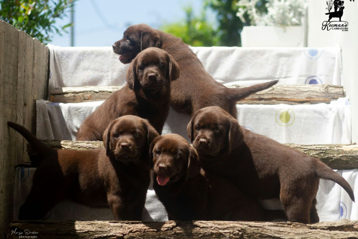 Csokoládé labrador retriever kölykök