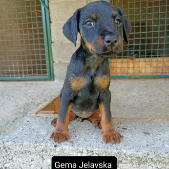 Német vadászterrier kölykök