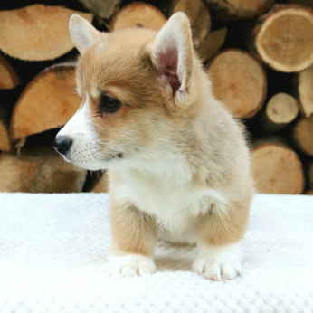 Walesi corgi kölykök