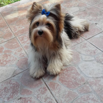 Biewer CSOKI yorkshire yorki mini kisfiú gazdit keres! 3 x oltva.