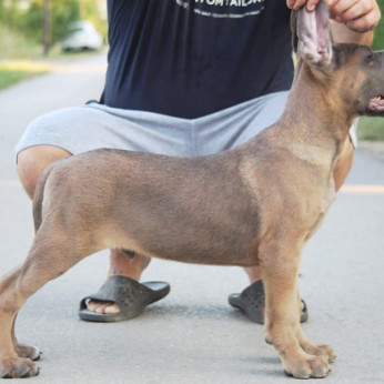 Cane Corso kölykök eladók