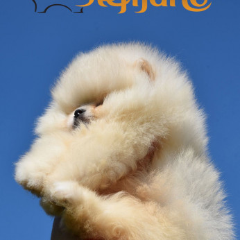 Pomeranian Boo kiskutyák