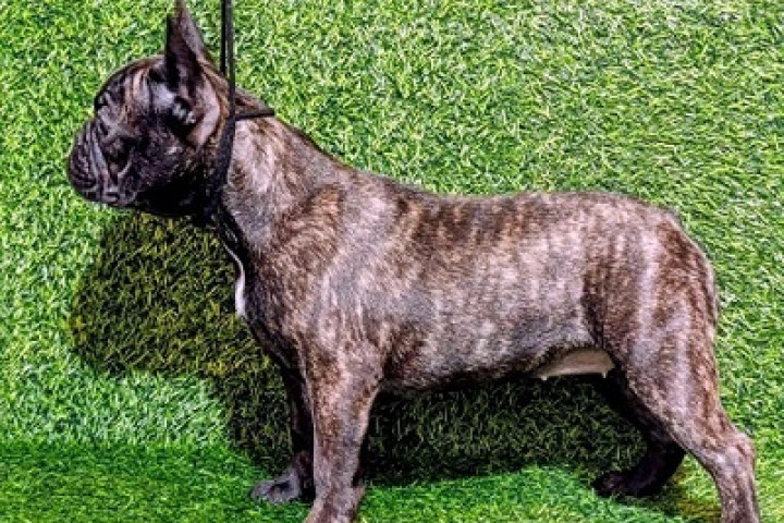 FRANCIA BULLDOG - szuka kölyök