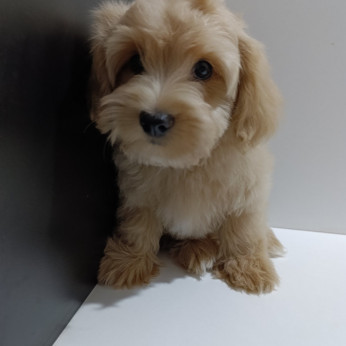 Havanese Bichon kiskutyák