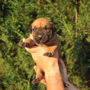 Dél-afrikai masztiff – Boerboel kiskutyák