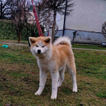 Japán Akita Inu kiskutyák