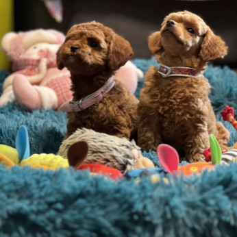 Toy Uszkár (Poodle) kölykök