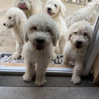 Komondor kiskutyák tenyésztőtől eladók