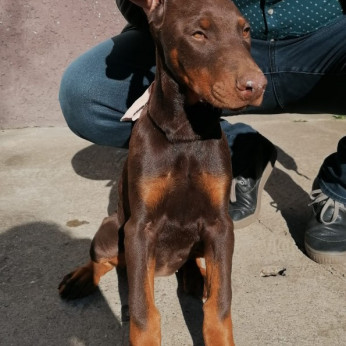 Doberman kölykök