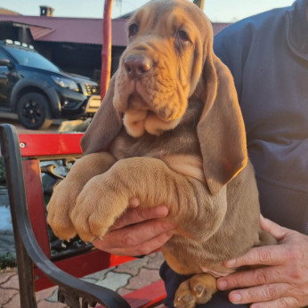 bloodhound