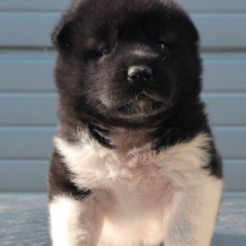Amerikai akita, új alom