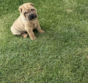Sharpei