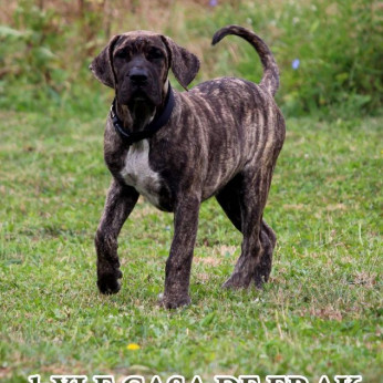 Presa Canario gyönyörű kiskutyák