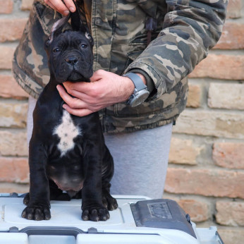 Cane Corso kiskutyák eladók