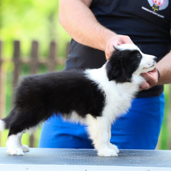 Border Collie kölykök