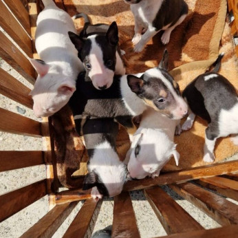 Mini bullterrier kölykök