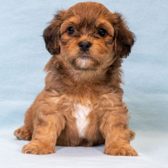 Havanese Bichon kölykök