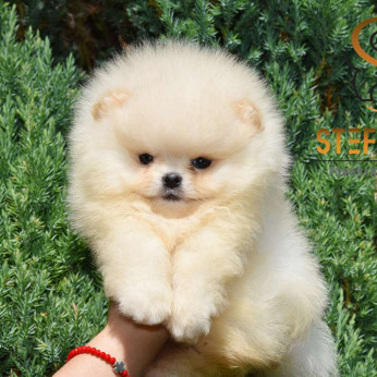 Pomeranian Boo kiskutyák