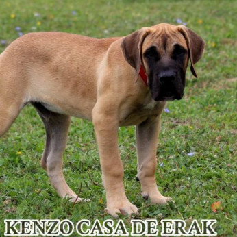 Presa Canario gyönyörű kiskutyák